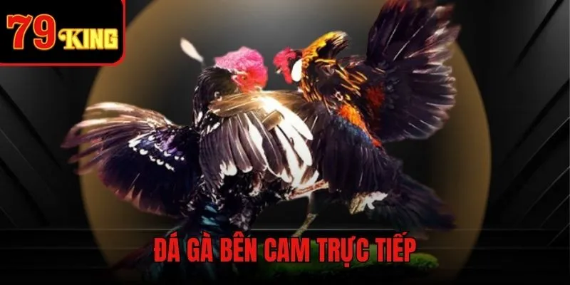 Đá gà bên Cam trực tiếp - Màn giao tranh kịch tính có 1-0-2